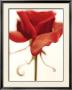 Rose by Sandi Fellman Limited Edition Pricing Art Print