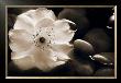 Gardenia I by Jeanne Michel Limited Edition Print