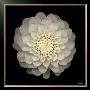 Dahlia No. 22 by Neil Seth Levine Limited Edition Print