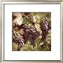 Vintage Grape Vines I by Jason Johnson Limited Edition Print