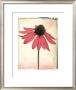 Purple Coneflower by Rick Filler Limited Edition Pricing Art Print