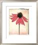 Purple Coneflower by Rick Filler Limited Edition Print