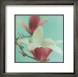 Magnolia by Natalie Lane Limited Edition Print