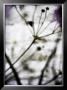 Vegetal / 4174, 2008 by Laetizia Bazzoni Limited Edition Print