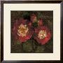 Red Camellias Ii by John Seba Limited Edition Print