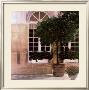 Plants Against Two Windows by Piet Bekaert Limited Edition Print