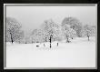 Prospect Park Trees by Henri Silberman Limited Edition Print