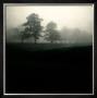 Fog Tree Study Ii by Jamie Cook Limited Edition Print