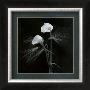 Calla Lilies by Alfred Gockel Limited Edition Print