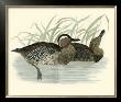Morris Ducks Ii by Reverend Francis O. Morris Limited Edition Print