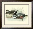 Morris Ducks Iv by Reverend Francis O. Morris Limited Edition Pricing Art Print
