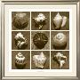 Shell Sampler by Renee Stramel Limited Edition Print