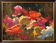 Poppies In Sunshine by Leon Roulette Limited Edition Pricing Art Print