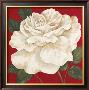 Rosa Blanca Grande Ii by Judy Shelby Limited Edition Pricing Art Print