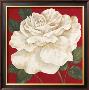 Rosa Blanca Grande Ii by Judy Shelby Limited Edition Print