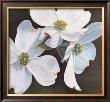 Dogwood Study by Ginny Chenet Limited Edition Pricing Art Print