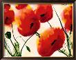 Mohn by Heidi Reil Limited Edition Pricing Art Print