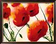 Mohn by Heidi Reil Limited Edition Print