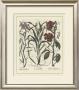 Besler Floral Iii by Basilius Besler Limited Edition Print