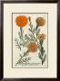 Marigold Magic Ii by Johann Wilhelm Weinmann Limited Edition Pricing Art Print