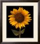 Sunflower I by Tan Chun Limited Edition Print