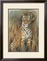 African Evening Ii by Karen Dupre Limited Edition Pricing Art Print
