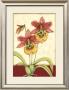 Orchid Elegance Iv by Jennifer Goldberger Limited Edition Pricing Art Print