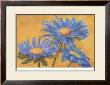 Blue Asters by M. De Flaviis Limited Edition Print