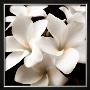 Plumeria View by Peterson Limited Edition Pricing Art Print