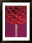 Dahlia by Peter Straw Limited Edition Print