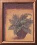 Sago Palm by Shari White Limited Edition Print