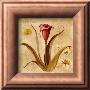 Red Calla Lily by Carol Robinson Limited Edition Print