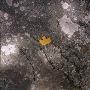 Autumn Leaf On Asphalt by Bengt-Goran Carlsson Limited Edition Print