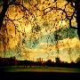 Glorious Trees by Abi Massey Limited Edition Print