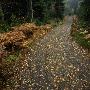 A Footpath In A Forest Covered With Autumn Leaves by Ove Eriksson Limited Edition Print