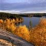 Trees By A Lake, Some Of Them In Autumn Colours by Ove Eriksson Limited Edition Print