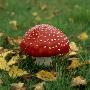 Fly-Agaric by Ove Eriksson Limited Edition Print