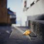 A Lonely Autumn Leaf Lying On Steps In Stockholm, Sweden by Richard Kail Limited Edition Pricing Art Print