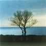 A Bare Tree In Skane, Sweden by Mikael Bertmar Limited Edition Print