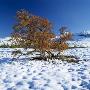 A Tree Surrounded By Snow In Early Winter by Lars Dahlstrom Limited Edition Print
