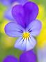 Heartsease (Viola Tricolor), Sweden by Anders Ekholm Limited Edition Print