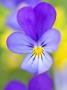 Heartsease (Viola Tricolor), Sweden by Anders Ekholm Limited Edition Pricing Art Print