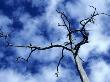 Low Angle View Of A Bare Tree by Bjorn Alander Limited Edition Print