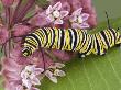 Monarch Caterpillar On Milkweed Plant by Cathy Keifer Limited Edition Pricing Art Print