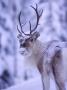 A Reindeer With Snow In Its Face by Hannu Hautala Limited Edition Pricing Art Print