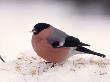 A Bullfinch (Pyrrhula Pyrrhula) by Hannu Hautala Limited Edition Pricing Art Print