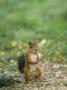 A Red Squirrel On The Ground by Hannu Hautala Limited Edition Print