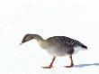 A Pink-Footed Goose by Hannu Hautala Limited Edition Print