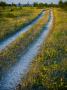 A Gravel Road Leading To A Beach by Jann Lipka Limited Edition Print