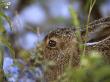 Close-Up Of A Rabbit Behind Plants by Jorgen Larsson Limited Edition Pricing Art Print